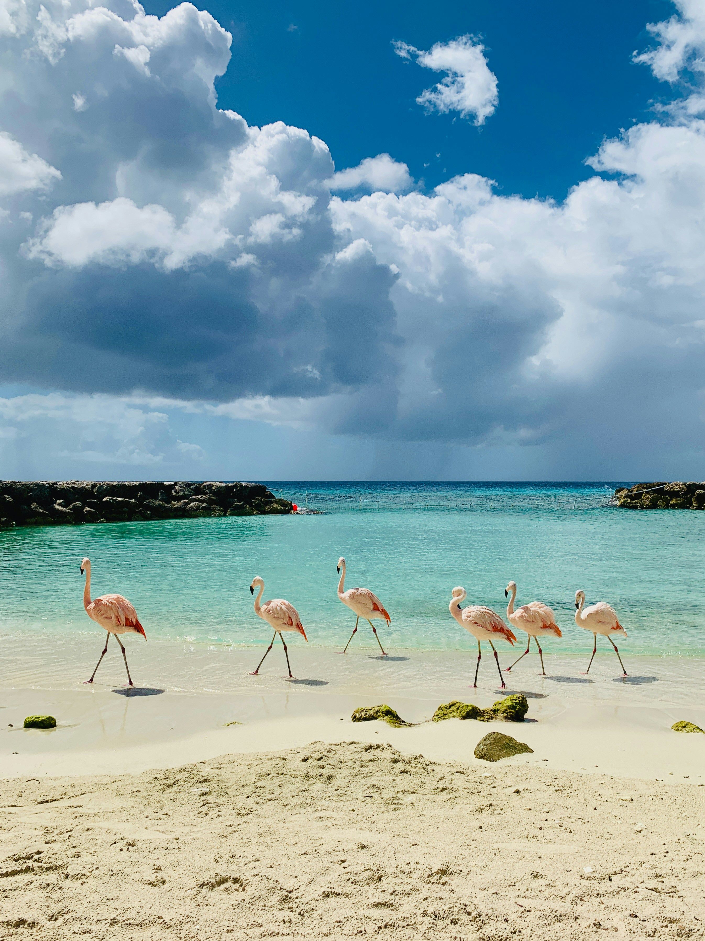 Pink flamingos walk on a white sand beach with turquoise water and a cloudy blue sky.