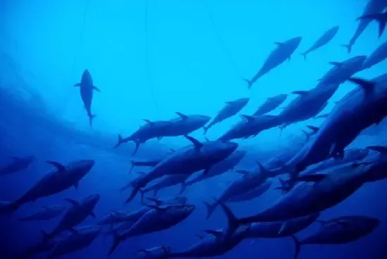 Fishing Report Shows Solid Rebound in Fish Population