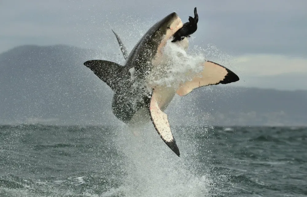 The Largest Fish Ever Caught: Plenty of Fish in the Sea