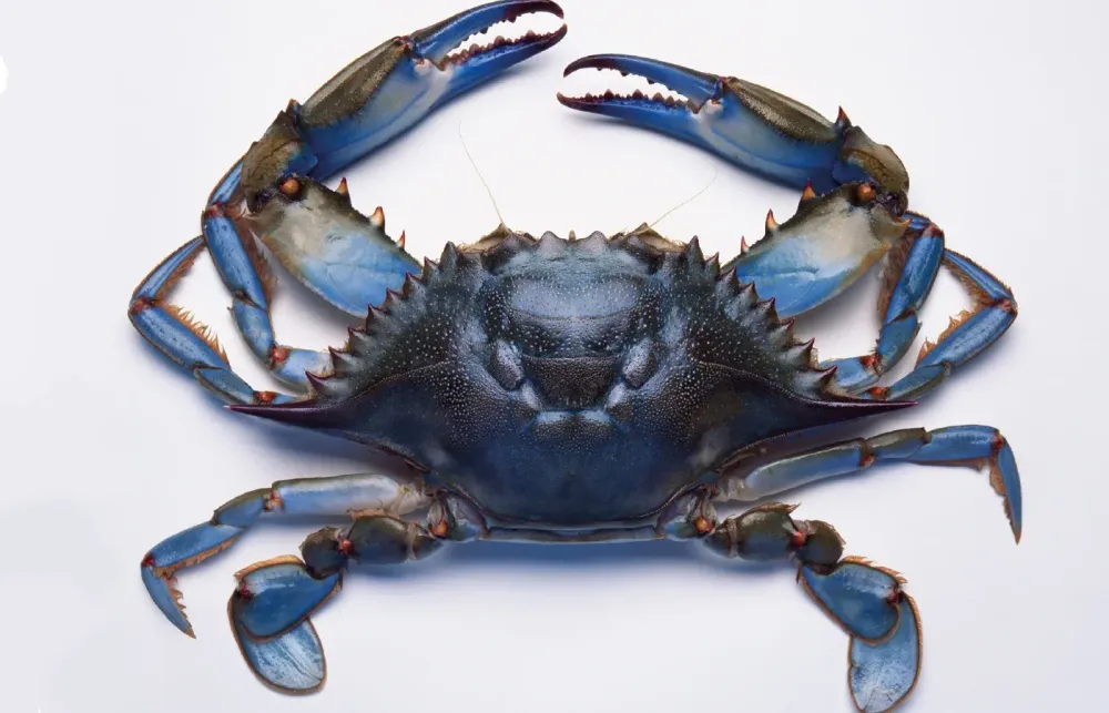 Crab Picking in Maryland: CRABBA DABBA DOO