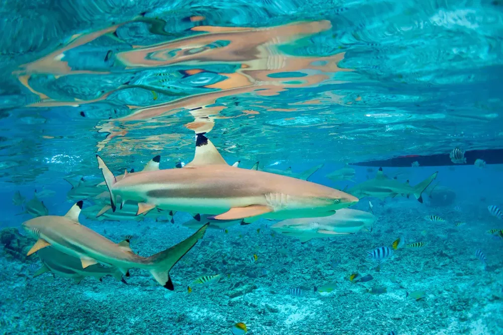 Palm Beach Florida Shark Migration