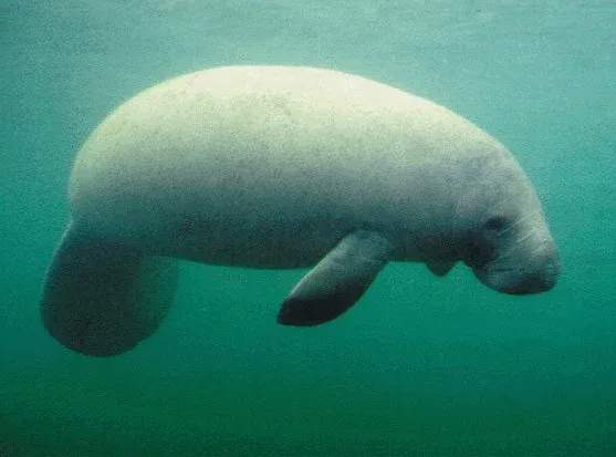 South Florida Begins 2011-2012 Manatee Boating Restrictions