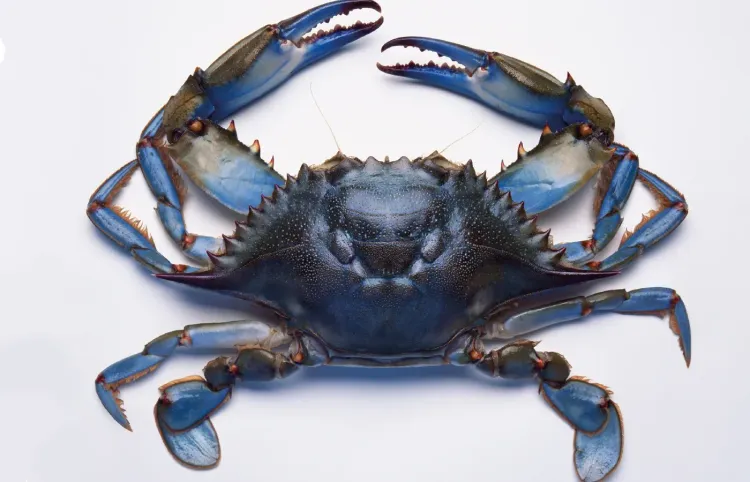 Crab Picking in Maryland: CRABBA DABBA DOO