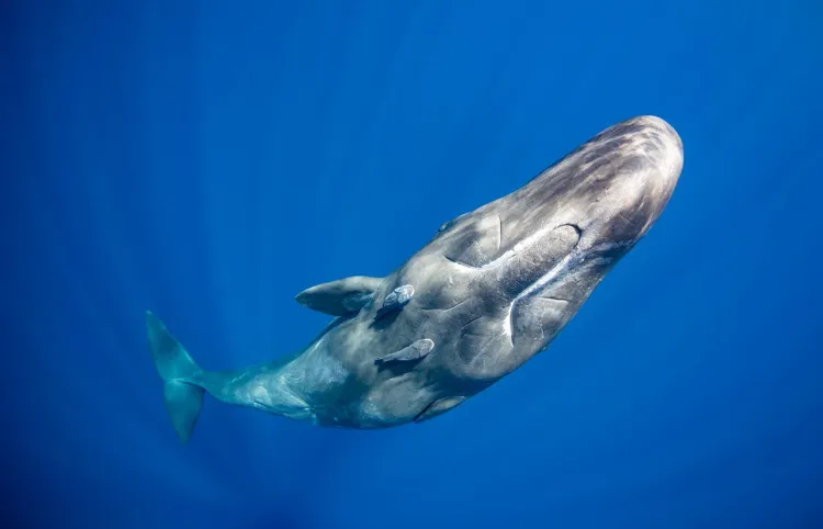 Swimming with Sperm Whales