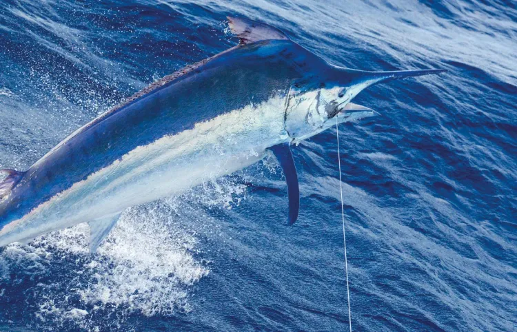 Great Barrier Reef: Mother of All Marlin