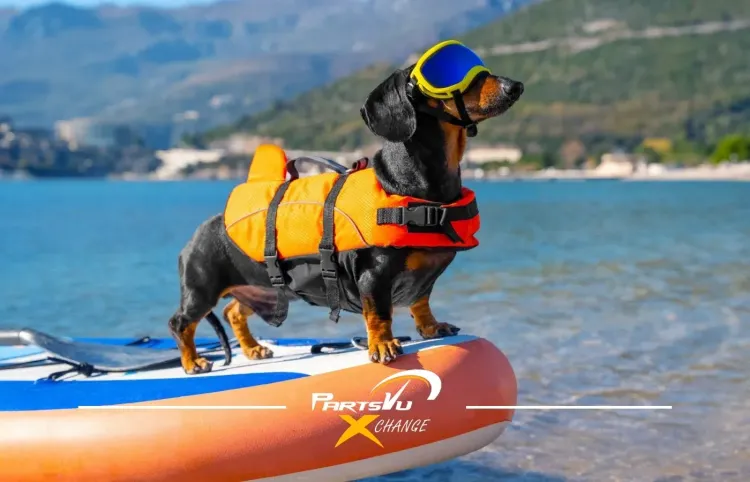 How to Choose the Best Dog Life Jacket