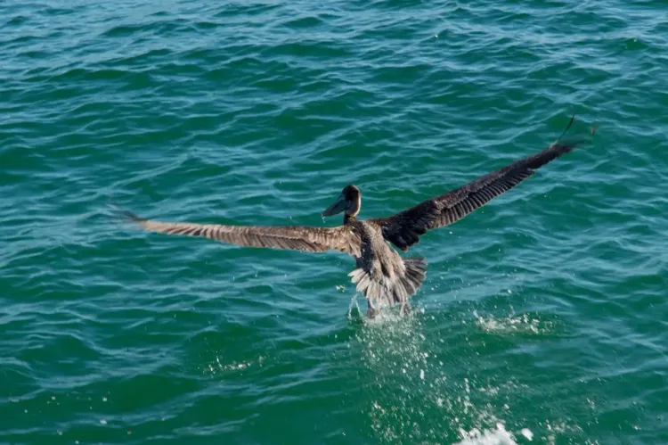 Mysterious Fishermen Help A Pelican In Need