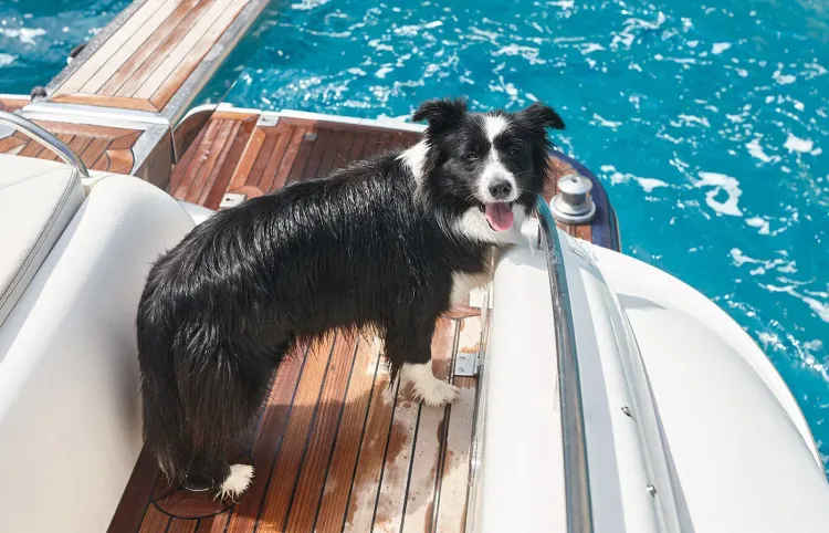 Pet-Friendly Yacht Charter Vacations