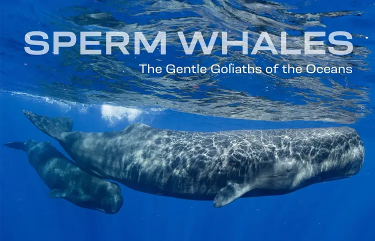 Swimming With Sperm Whales [Magazine Preview]