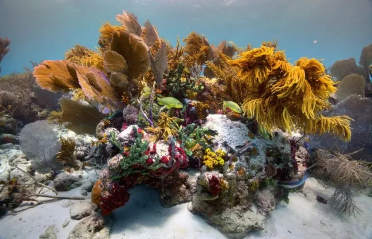 Oceanographer Derya Akkaynak: Seeing Underwater